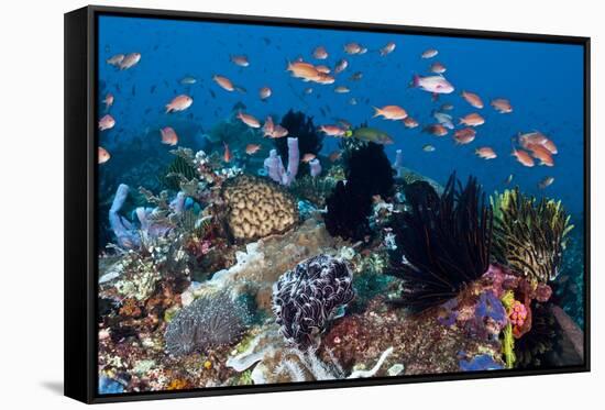 Fairy Basslets Over a Reef-Matthew Oldfield-Framed Stretched Canvas