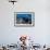 Fairy Basslets Over a Reef-Matthew Oldfield-Framed Premium Photographic Print displayed on a wall