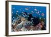 Fairy Basslets Over a Reef-Matthew Oldfield-Framed Premium Photographic Print