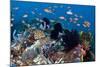 Fairy Basslets Over a Reef-Matthew Oldfield-Mounted Premium Photographic Print