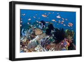 Fairy Basslets Over a Reef-Matthew Oldfield-Framed Photographic Print