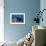 Fairy Basslets Over a Reef-Matthew Oldfield-Framed Photographic Print displayed on a wall