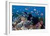 Fairy Basslets Over a Reef-Matthew Oldfield-Framed Photographic Print