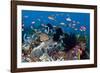 Fairy Basslets Over a Reef-Matthew Oldfield-Framed Photographic Print