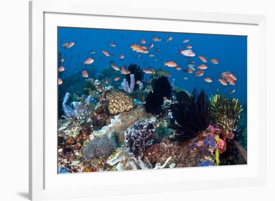 Fairy Basslets Over a Reef-Matthew Oldfield-Framed Photographic Print