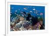 Fairy Basslets Over a Reef-Matthew Oldfield-Framed Photographic Print