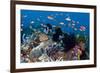 Fairy Basslets Over a Reef-Matthew Oldfield-Framed Photographic Print