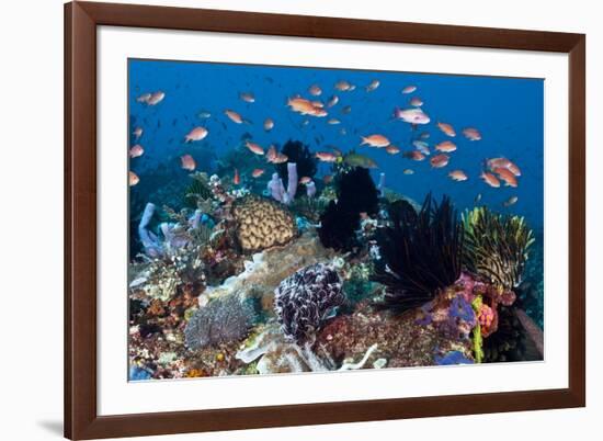 Fairy Basslets Over a Reef-Matthew Oldfield-Framed Photographic Print