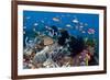 Fairy Basslets Over a Reef-Matthew Oldfield-Framed Photographic Print