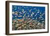 Fairy Basslets Over a Reef-Matthew Oldfield-Framed Photographic Print