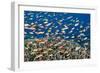 Fairy Basslets Over a Reef-Matthew Oldfield-Framed Photographic Print