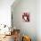 Fairy Boston Terrier-Natasha Wescoat-Giclee Print displayed on a wall