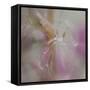 Fairy Dance II-Gillian Hunt-Framed Stretched Canvas