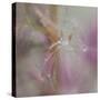Fairy Dance II-Gillian Hunt-Stretched Canvas