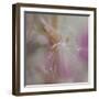 Fairy Dance II-Gillian Hunt-Framed Photographic Print