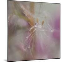 Fairy Dance II-Gillian Hunt-Mounted Photographic Print