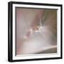 Fairy Dance V-Gillian Hunt-Framed Photographic Print