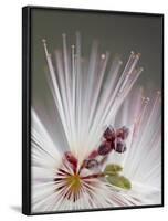 Fairy Duster (Calliandra Eriophylla), Organ Pipe Cactus National Monument, Arizona-James Hager-Framed Photographic Print