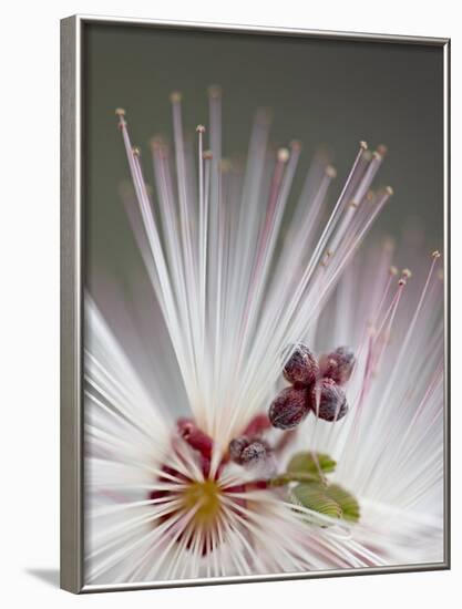 Fairy Duster (Calliandra Eriophylla), Organ Pipe Cactus National Monument, Arizona-James Hager-Framed Photographic Print