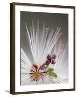 Fairy Duster (Calliandra Eriophylla), Organ Pipe Cactus National Monument, Arizona-James Hager-Framed Photographic Print