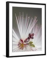 Fairy Duster (Calliandra Eriophylla), Organ Pipe Cactus National Monument, Arizona-James Hager-Framed Photographic Print