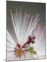 Fairy Duster (Calliandra Eriophylla), Organ Pipe Cactus National Monument, Arizona-James Hager-Mounted Photographic Print