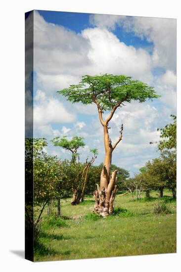 Fairy Forest in Etosha, Namibia-tish1-Stretched Canvas