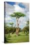 Fairy Forest in Etosha, Namibia-tish1-Stretched Canvas