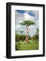 Fairy Forest in Etosha, Namibia-tish1-Framed Photographic Print