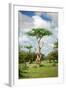 Fairy Forest in Etosha, Namibia-tish1-Framed Photographic Print