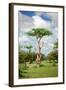 Fairy Forest in Etosha, Namibia-tish1-Framed Photographic Print