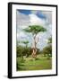 Fairy Forest in Etosha, Namibia-tish1-Framed Photographic Print