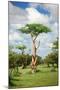 Fairy Forest in Etosha, Namibia-tish1-Mounted Photographic Print