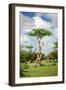 Fairy Forest in Etosha, Namibia-tish1-Framed Photographic Print