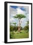 Fairy Forest in Etosha, Namibia-tish1-Framed Photographic Print