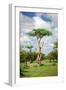 Fairy Forest in Etosha, Namibia-tish1-Framed Photographic Print