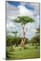 Fairy Forest in Etosha, Namibia-tish1-Mounted Photographic Print