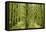 Fairy Forest in Straight Lines Planted Timber-null-Framed Stretched Canvas