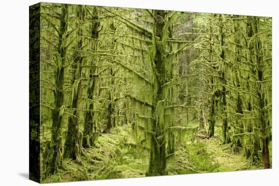 Fairy Forest in Straight Lines Planted Timber-null-Stretched Canvas