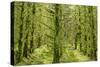 Fairy Forest in Straight Lines Planted Timber-null-Stretched Canvas