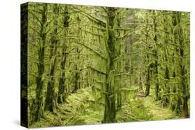 Fairy Forest in Straight Lines Planted Timber-null-Stretched Canvas