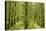 Fairy Forest in Straight Lines Planted Timber-null-Stretched Canvas