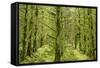 Fairy Forest in Straight Lines Planted Timber-null-Framed Stretched Canvas