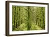 Fairy Forest in Straight Lines Planted Timber-null-Framed Photographic Print
