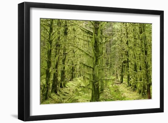 Fairy Forest in Straight Lines Planted Timber-null-Framed Photographic Print