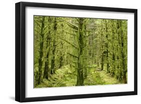 Fairy Forest in Straight Lines Planted Timber-null-Framed Photographic Print