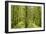 Fairy Forest in Straight Lines Planted Timber-null-Framed Photographic Print