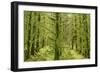 Fairy Forest in Straight Lines Planted Timber-null-Framed Photographic Print