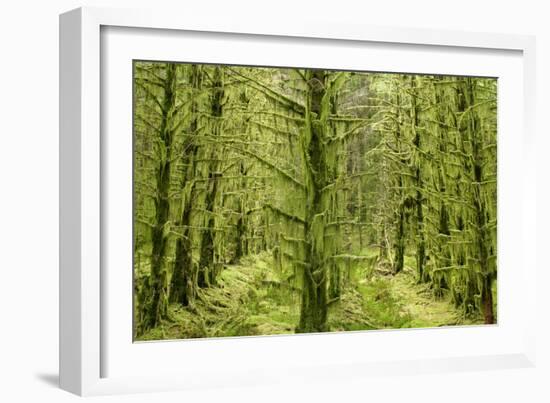 Fairy Forest in Straight Lines Planted Timber-null-Framed Photographic Print