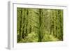 Fairy Forest in Straight Lines Planted Timber-null-Framed Photographic Print